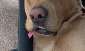 Sleeping Dog Wakes Himself  Up