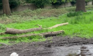 Little Dog Leaps Over Mud Puddle