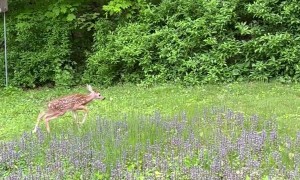 Spotted Baby Deer Says Hello