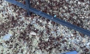 Mormon Crickets In Northern Nevada