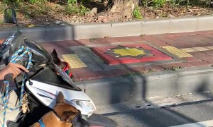 Dogs Ride on Motorcycle in Bali