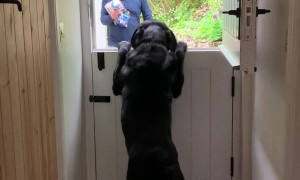 Labrador Does His Happy Dance