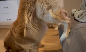 Golden Retriever Stands on Couch While Eating