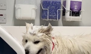 Samoyed Shakes Shampoo All Over Groomer