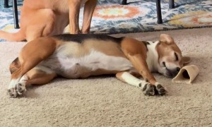 Dog Wants Her Puppy Friend to Wake Up and Play