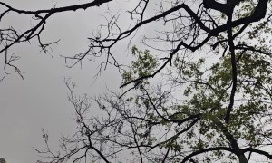 Man Watches A Tornado Pass Through His Yard
