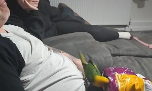 Parrot Feeds Chips to Man
