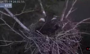 Live Cam Catches Bald Eagle Weathering 80 MPH Winds