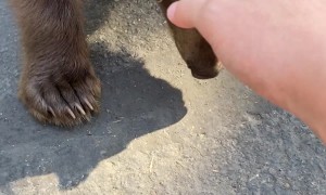 Boy Encounters Baby Bear at Lake Tahoe