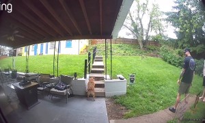 Security Camera Catches Dog Getting Stuck With Stick