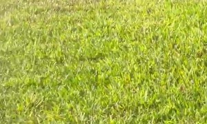 New Florida Resident Realizes She Lives Among Alligators