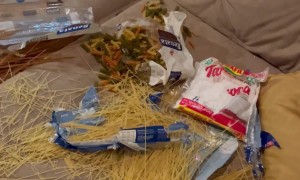 Dog Gets Into Pantry and Makes a Mess