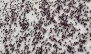 Local Hospital Covered by Crickets