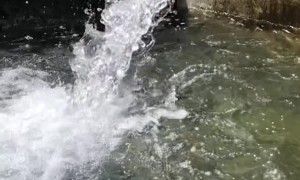 Trout Swims Against Current Through Flowing Water