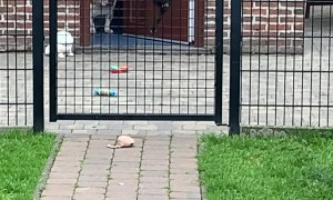 Fence-Jumping Frenchie