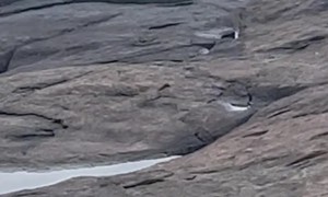 Kangaroo Swims At Bawley Point