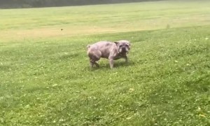 Falling Branch Surprises Frenchie During Potty Break