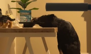 Dog Stretches to Reach Bowl of Ranch