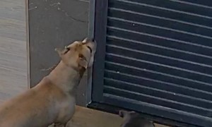 Dog Locks Owner in Bedroom