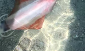 Close Encounter With Feisty Squid