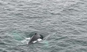 Humpback Whale Bubble Net