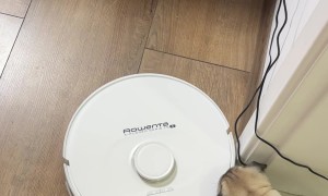 Tiny Puppy Playing With Robot Vacuum