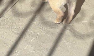 Pup Plays With Shadow
