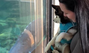 Sturgeon Startles Pomsky Dog