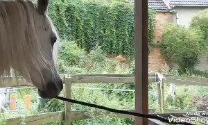 Horse Unties His Friend's Rope