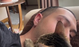 Possessive Cat Tells Owner's Girlfriend to Back Off