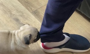 Puppy Pulls Owner's Pant Leg
