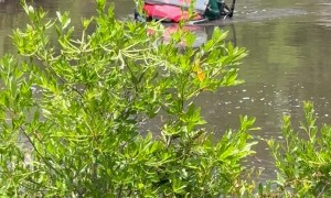 Side-by-Side Goes For a Swim