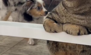Puppy Meets Cat For First Time