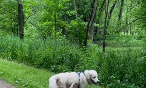 Golden Retriever Makes Friends With Fawn