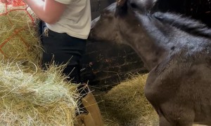 Foal Pesters Caretaker