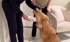 Golden Retriever Devours Gender Reveal Cake