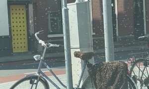 Bees Swarm Bicycle