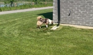 Tail-Holding Australian Shepherd Crashes Into House