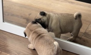 Puppy Plays With His Reflection