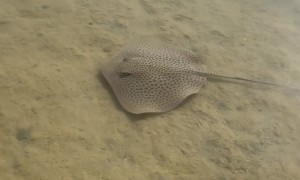 Leopard Stingray Charges Paparazzi