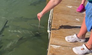 Pelican Snatches Tarpon's Hand-Fed Meal