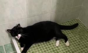 Kitty Has a Lot to Say