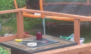 Black Bear Caught Playing On Connecticut Trampoline