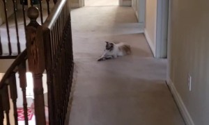 The Cat Distribution System at Work