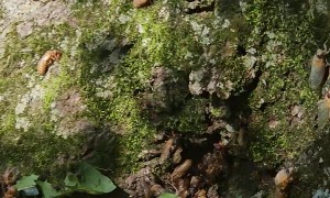 Cicadas Invade Backyard Tree In Illinois