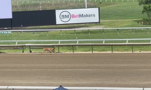 Deer Runs on Racetrack