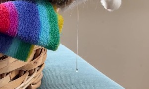 Suspenseful Cinema As Sleeping Cat Drools