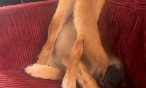 Glitched Shepsky Lounges Wrong