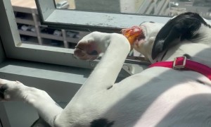 Dalmatian Drops Toy From 17-Story Window