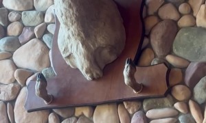 When You Realize The Trophy Head Is Italian